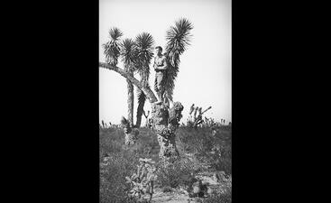 Alfred Kinsey stands on a joshua tree in the desert, surrounded by cacti and more joshua trees.
