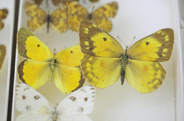 Five pinned butterfly specimens in a box, with two larger colorful butterflies at the center.