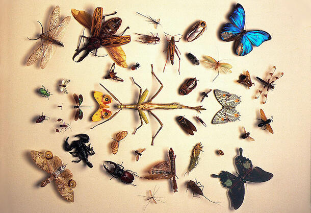 Various insect specimens laid out on light background, including butterflies, moths, scorpion, beetles, grasshopper, stick insect, and more. 