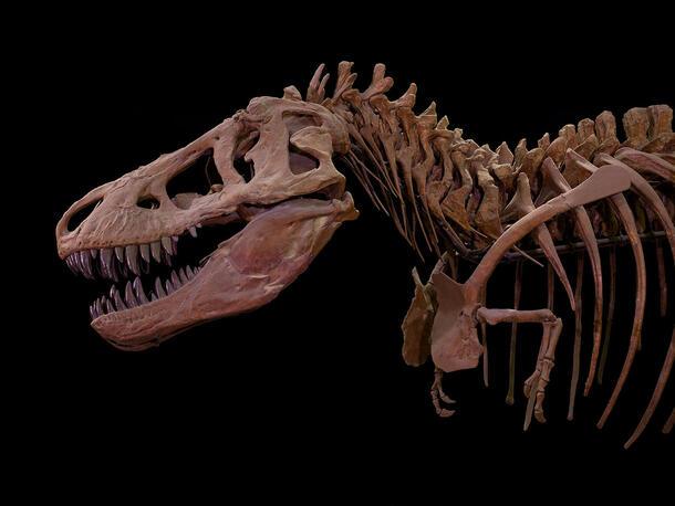 Skeleton of a tyrannosaurus rex from the chest and arms up to head against dark background.