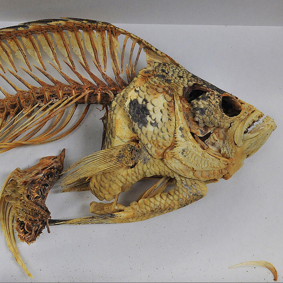 Fish skeleton specimen pictured from top of the body up, with scales on the face. 