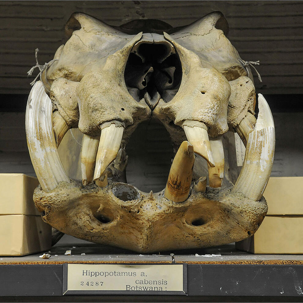 Skull with 3 large bottom teeth, 3 empty bottom holes, and 6 broken top teeth of varying lengths labeled "hippopotamus a. cabensis Botswana."