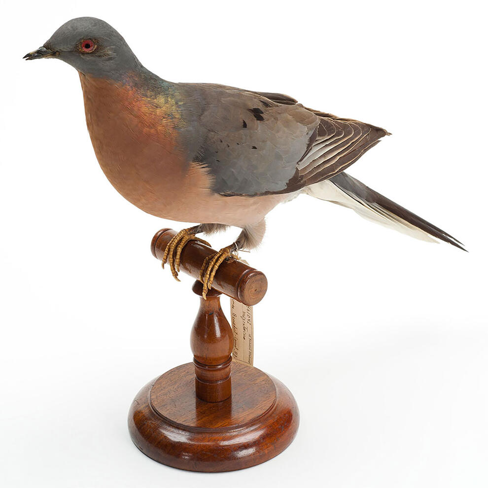 Bird specimen with bright colored belly perched on a wooden stand.