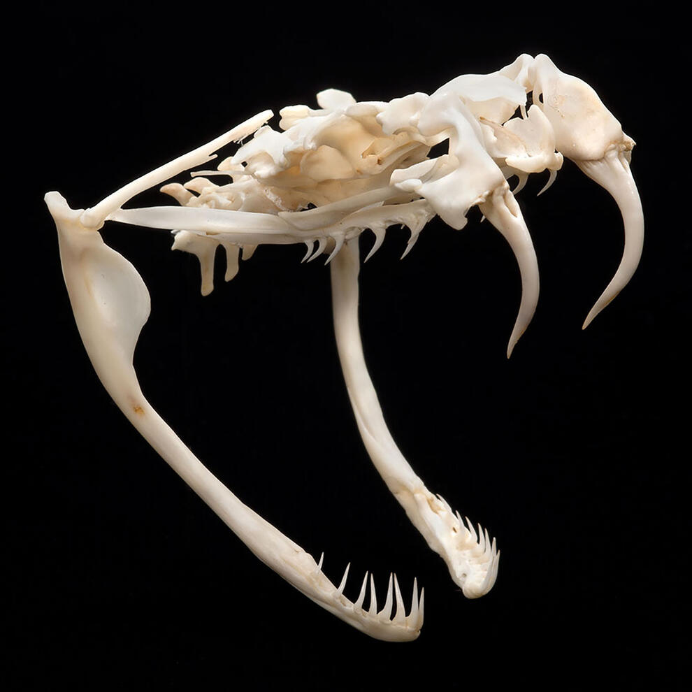 Snake skull specimen with two downwardly curved top teeth and smaller curved teeth on top and bottom.