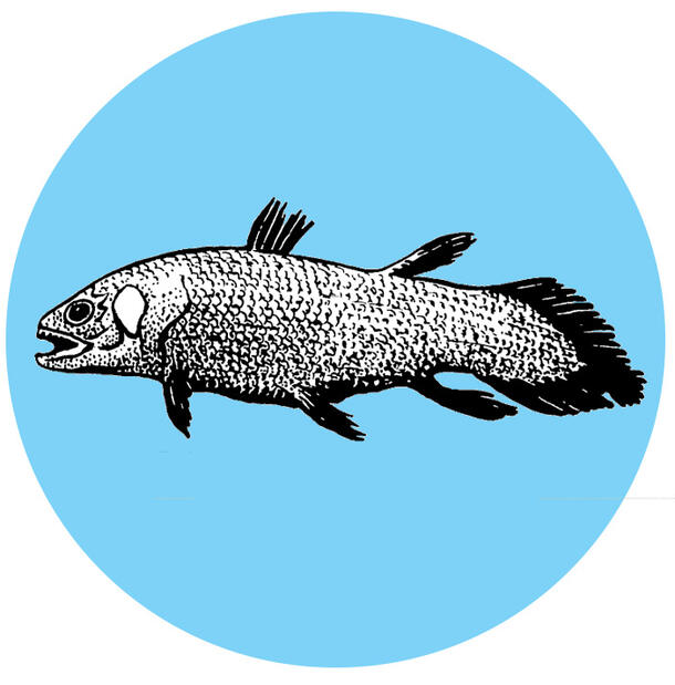 Illustration of a fish against bright circular background.