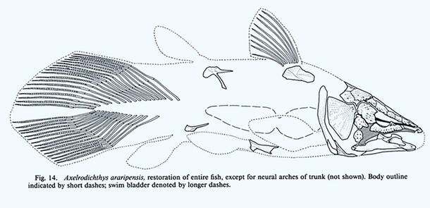 Caption: Restoration of entire fish, except for neutral arches of trunk. Body outline indicated by short dashes; swim bladder denoted by long dashes.