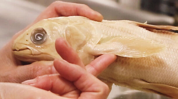 Person's hands hold and examine a pale fish specimen. 