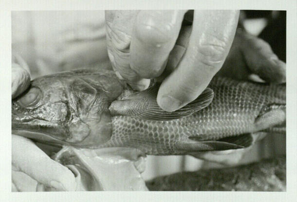 Close-up of a person's hands holding a fish specimen, with one hand handling the fin.