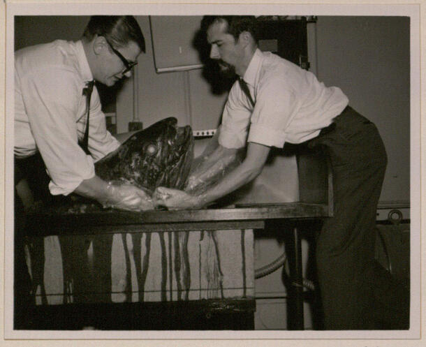 Two people in shirt and ties, wearing gloves, carry a coelacanth specimen onto a table.