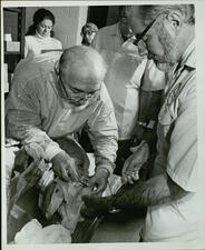 Two people hold open a coelacanth specimen, with one holding a metal tool to the interior as three people observe in background.