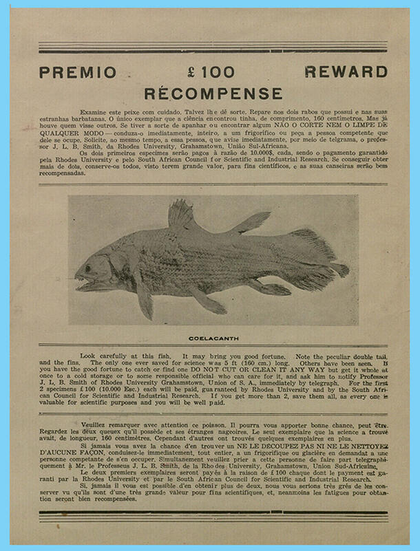 Poster reading Premio £100 Reward Recompense, plus text regarding reward written in Spanish, English & French and a coelacanth photograph at center.