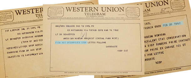 Collage of 3 Western Union telegrams. Center telegram reads "Lt Dr. Schaeffer, American Museum NYK. Fish Not Decomposed. Stop." plus additional text.