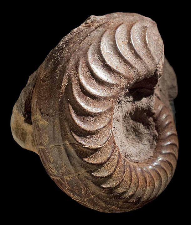 Ammonite specimen. 