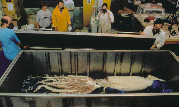 Giant squid specimen floats in large container as two people in respirators begin to put a lid over it, with four more people looking on. 