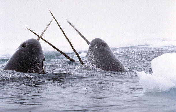 Two narwhals emerging from the water and two more with their tusks only emerging from the water, all in a cluster.