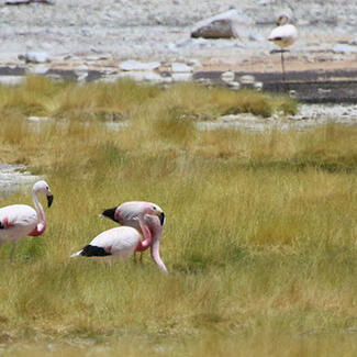 Six flamingoes in a grassy wetland landscape.