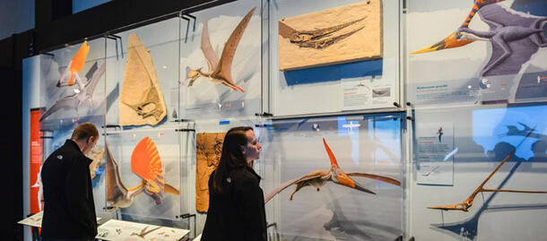 Crests Gallery Pterosaurs Exhibition 700 309