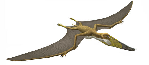 Istiodactylus 700.309