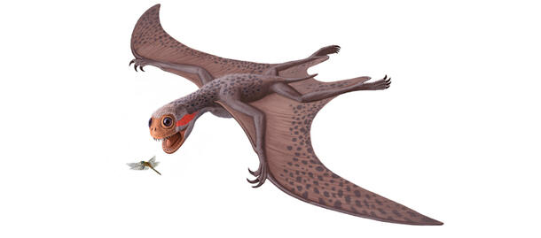 A visualization of a Jeholopterus ningchengensis, a Jurassic Period pterosaur, flying with its mouth open as it nears a large insect. It probably chased insects like a bat does.