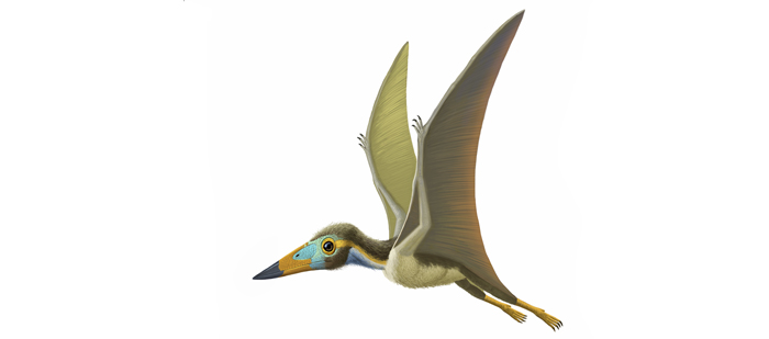 Nemicolopterus 700.309