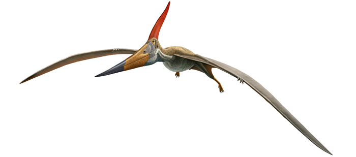 Resultado de imagen para pteranodon
