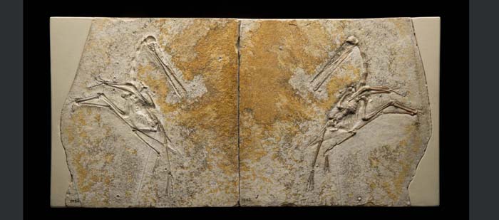pterodactyl dinosaur fossil