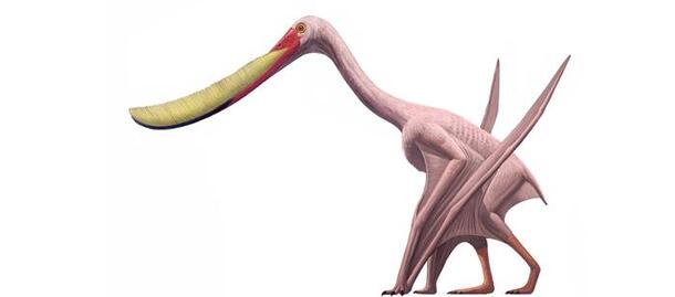 Long billed pterosaur