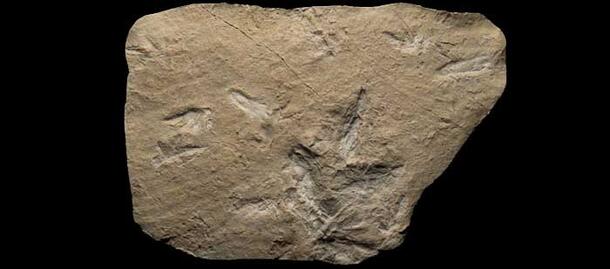 Several fossilized pterosaur tracks of various sizes in a stone slab.