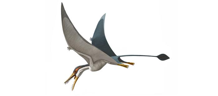 Rhamphorhynchus 700.309