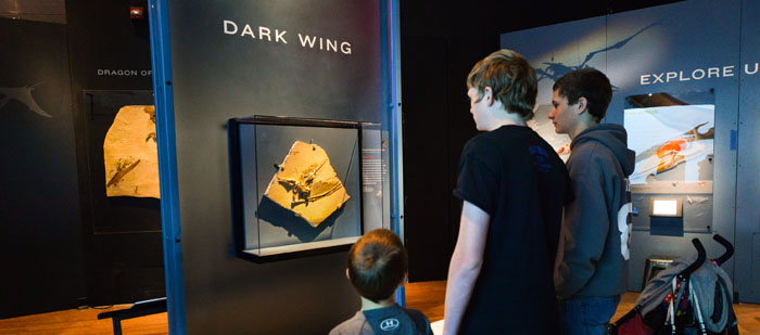 Visitors with Dark Wing Fossil 700.309