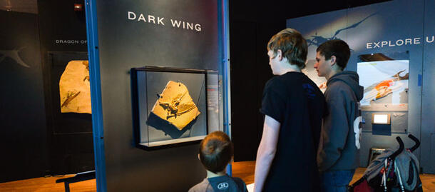 Visitors with Dark Wing Fossil 700.309
