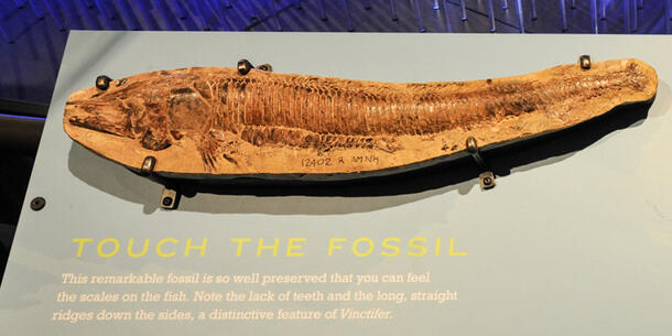 A fossilized fish, the 110 million year-old Vinctifer comptoni, in a stone slab, with exhibition explanation text beneath.