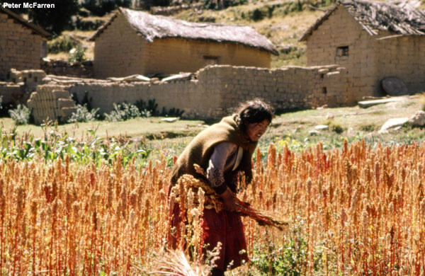 A quinoa farmer