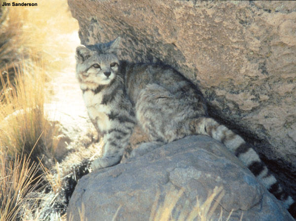 An Andean cat sitting on a rock.