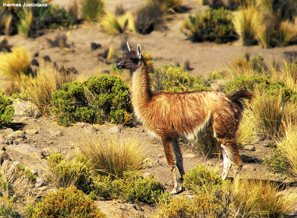 A guanaco in a desert environment.