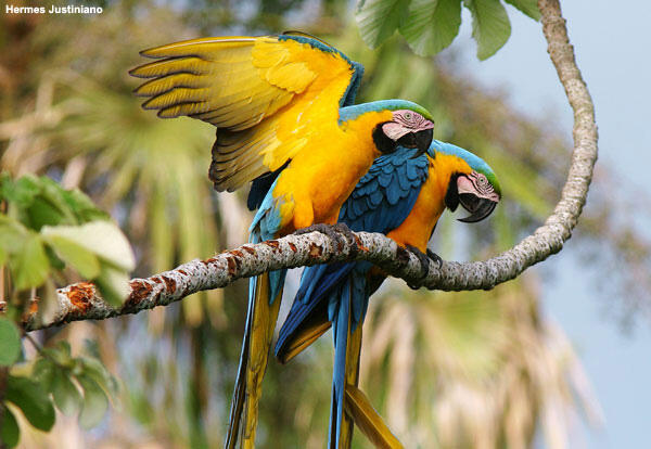 Two blue and yellow macaws perched on a tree branch.