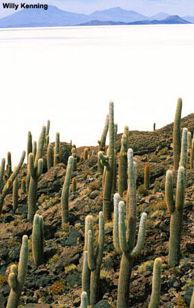 Giant cacti on a hillside.