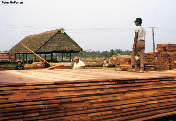 A Bolivian logger stands on a large stack of hardwood boards at a construction site.