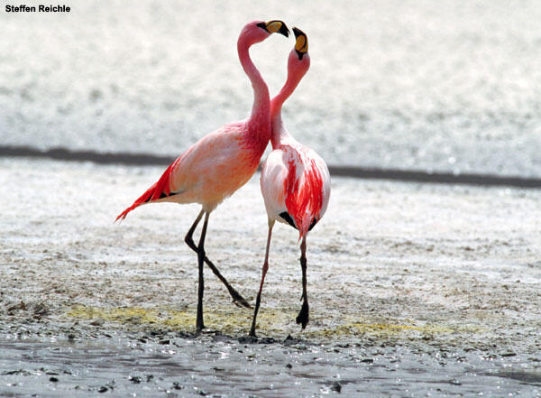Two flamingos standing in shallow water.