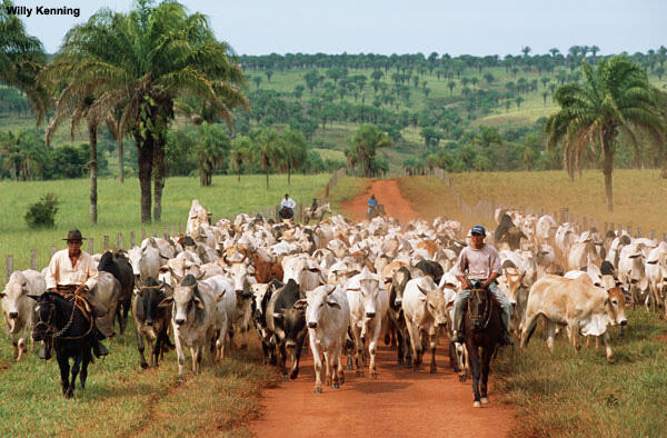 A herd of cattle with ranchers along a road.