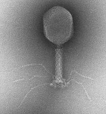  El bacteriófago T4 tiene una apariencia de araña.