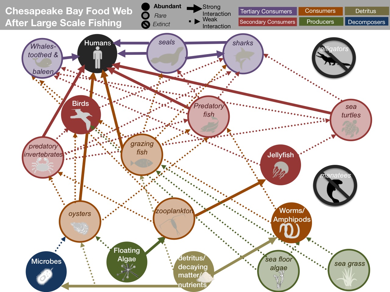 chesapeake bay food web diagram pin estuary food web diagram on chesapeake bay food web diagram pin estuary food web diagram on