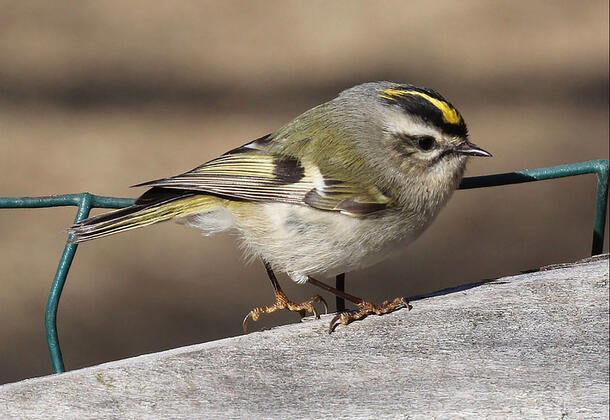 Kinglet perches on a concrete ledge edged with wire fencing.