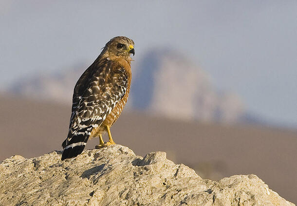 Red-shouldered Hawk sits on a rocky outcropping and peers into the distance.