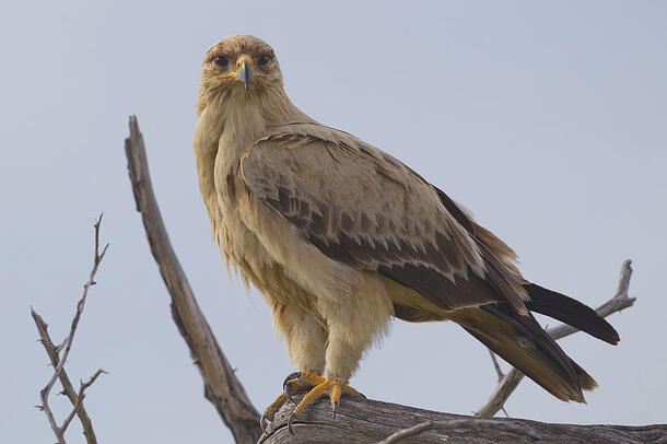 Tawny eagle peers majestically from its treetop perch on a branch.
