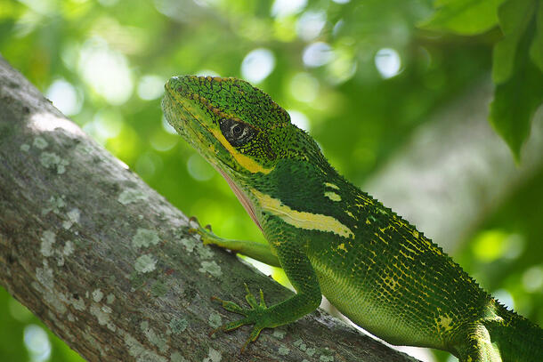 Detail of head, forelegs and upper trunk of a Knight anole resting on a tree branch.