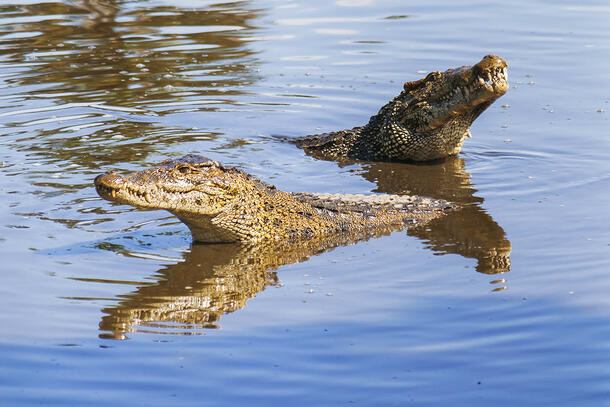 Heads lifted out of the water, two Cuban crocodiles float in a pond.