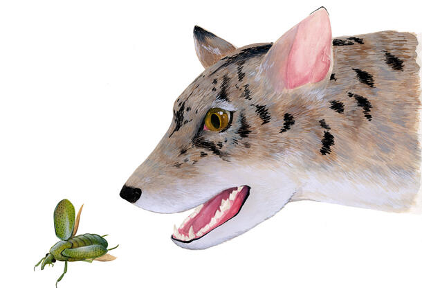 Artist's reconstruction of an early beardog from Texas, based on fossils of Angelarctocyon australis and Gustafsonia cognita. 