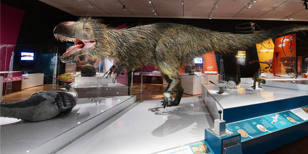 A Yutyrannus dinosaur model in the Dinosaurs Among Us exhibit.