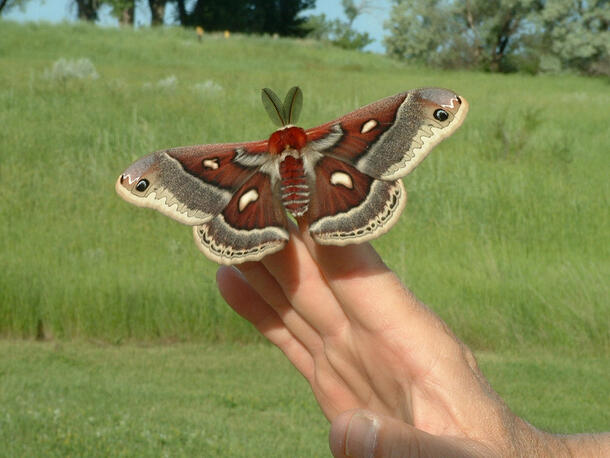Large moth alights on the fingers of an adult human hand.